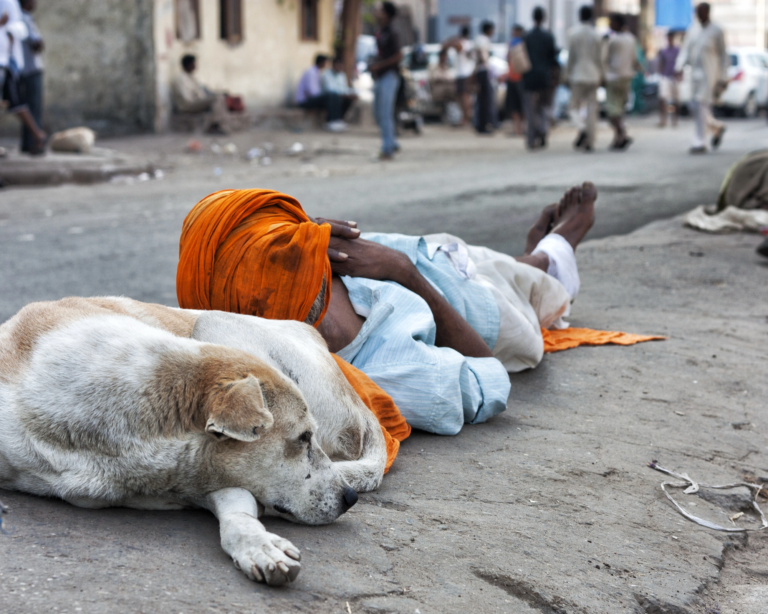 When Care Has Four Legs: How Street Animals Offer Quiet Mental Health Support in India